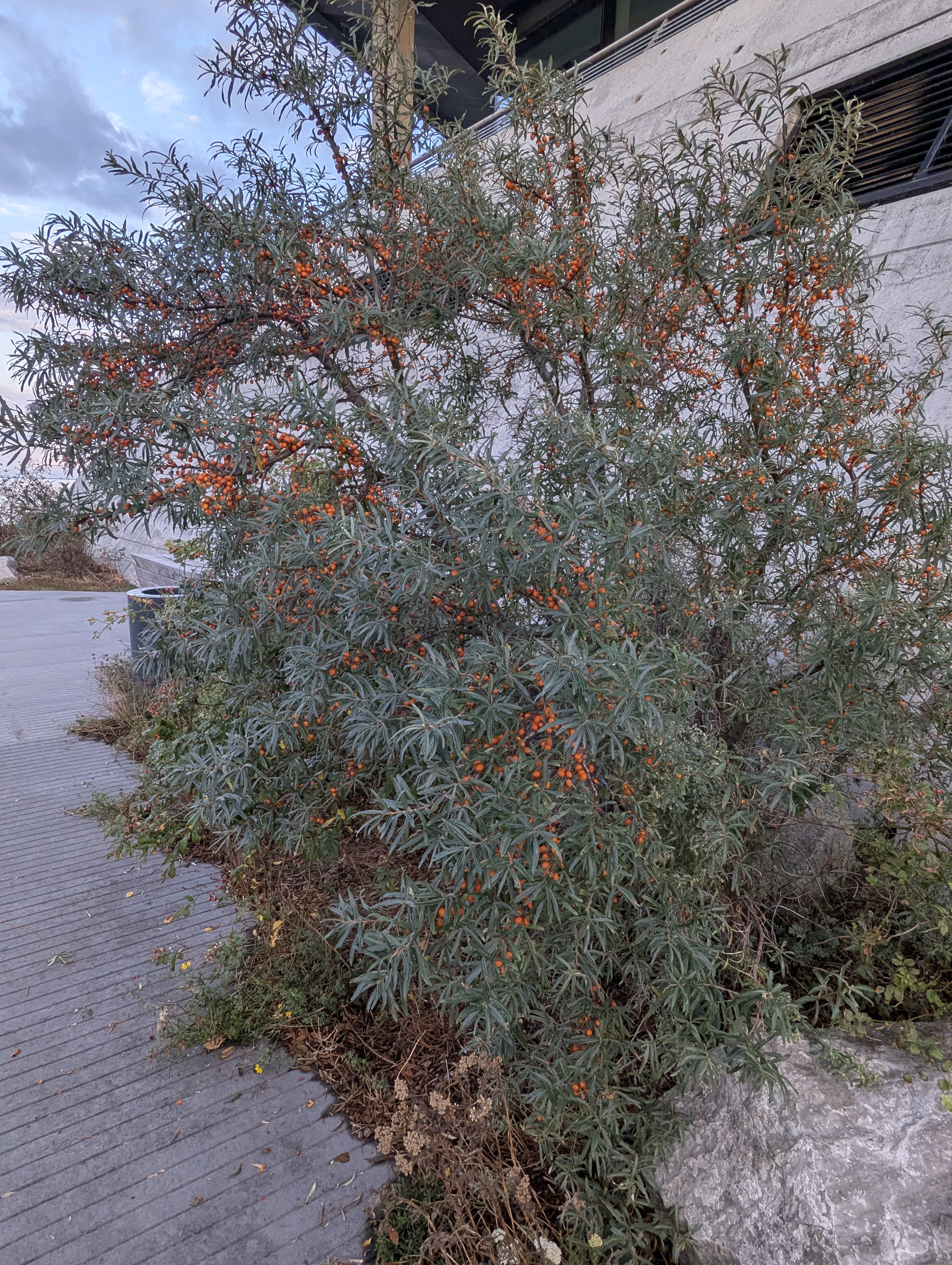 Copenhagen, Scandic Hotel